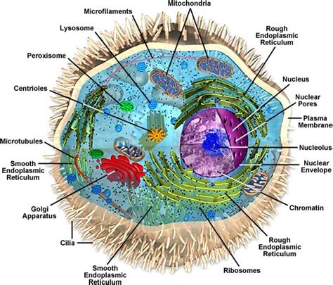 Molecular Expressions Cell Biology: Cell Structure - Animal Cell Model