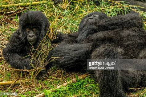 66 Sleeping Baby Gorilla Stock Photos, High-Res Pictures, and Images - Getty Images