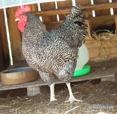 Purebred Dark-Barred Plymouth Rock fertilised eggs for sale | Livestock / Poultry for sale in ...