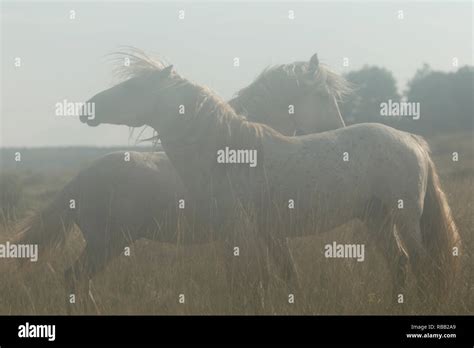 Wild horses Livno Bosnia Herzegovina Stock Photo - Alamy