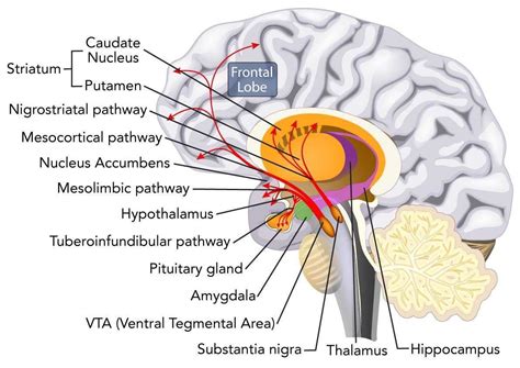 Pin av Cindy Killip på Brain Anatomy and Function