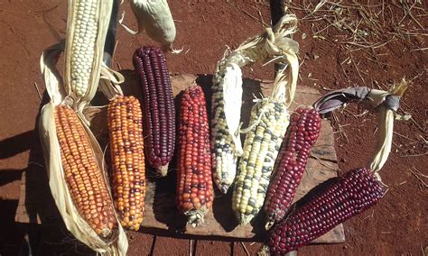 Scientists Overhaul Corn Domestication Story With Multidisciplinary ...