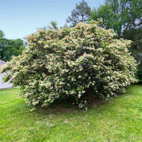 Waxleaf Privet Hedge - Ligustrum japonicum for Sale - Brighter Blooms Nursery – BrighterBlooms.com