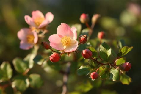 Briar Flower Meaning, Symbolism & Spiritual Significance - Foliage ...