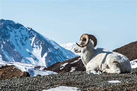 About Dall Sheep in Alaska's National Parks (U.S. National Park Service)