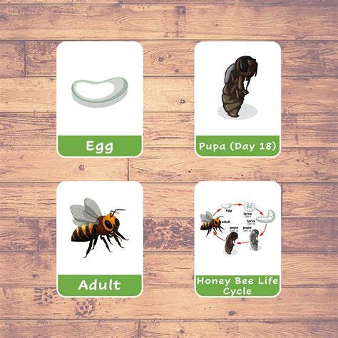 HONEY BEE LIFE CYCLE - Flash Cards | Montessori | Educational ...