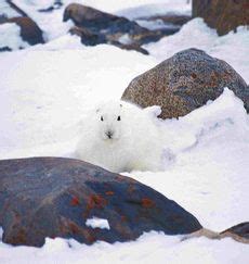 Snowshoe Hare - Adaptations