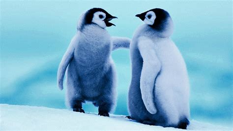 🔥 [55+] Penguin Windows Wallpapers | WallpaperSafari