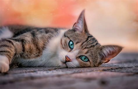 Charming Cat HD Wallpaper