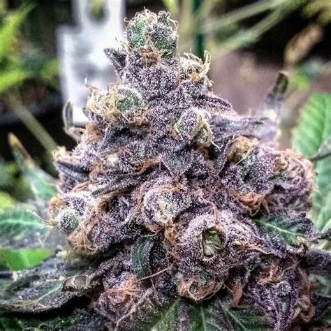 Grand Daddy Purple (Fast) Feminized (5 Seeds)