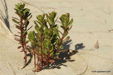 Coastal Plants | South Gippsland - Victoria - Australia