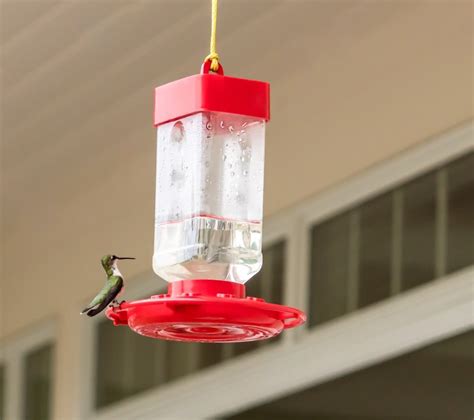 Hummingbird feeding free image download