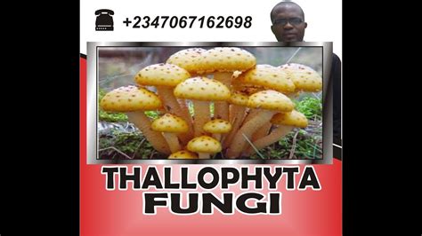 Thallophyta, fungi - YouTube