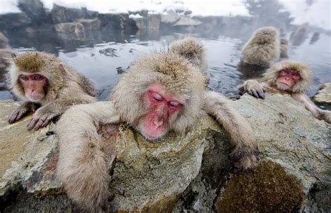 Japanese Macaques Live the Ultimate Life | Featured Creature