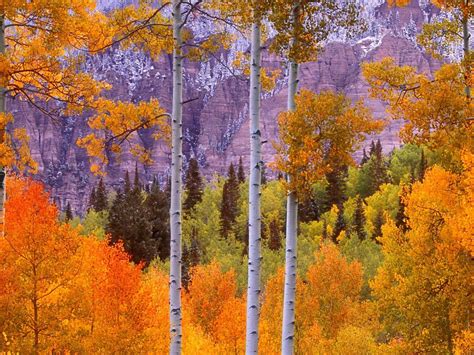 Aspen Trees Wallpapers - Top Free Aspen Trees Backgrounds - WallpaperAccess