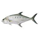 Jual NEW IKAN TALANG SIZE BESAR 12 KG PER EKOR QUEENFISH SKINNY FISH di ...