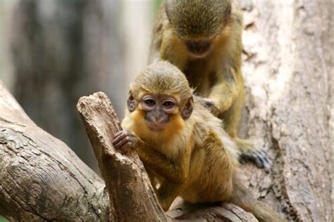 Talapoin Monkeys: Characteristics, Behavior and Habitat - My Animals