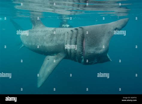 basking shark feeding in the UK Stock Photo - Alamy