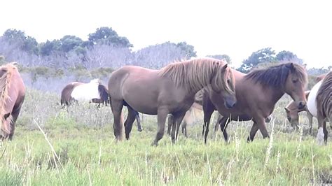 Wild Horses Mating - YouTube