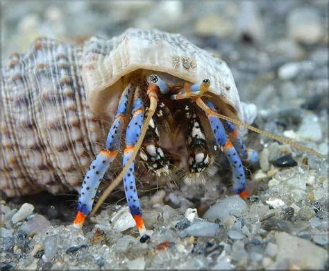 Blue Leg Hermit Crab – Detailed Guide: Care, Diet, and Breeding - Shrimp and Snail Breeder