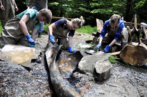 Blue whale skeleton sees the light of day again – Fort Bragg Advocate-News