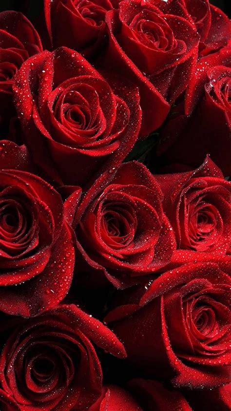 Red Roses Wallpaper | Pink iPhone Background
