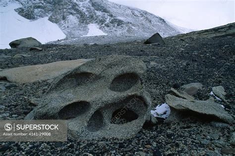 ventifacts wind-sculpted rock taylor valley, antarctica - SuperStock