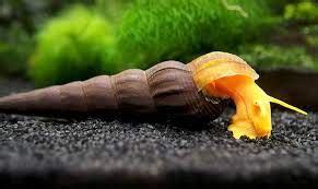 Snail - Orange Volcano Rabbit | The Fish Room