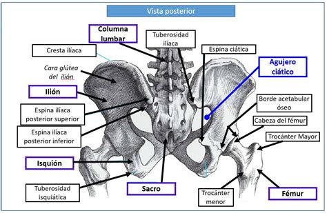 Hueso coxal | Dolopedia