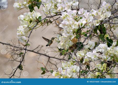 Orchid White with Hummingbird. with Relax Y Beautiful. Stock Photo ...