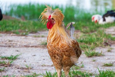 Buff Laced Polish Chicken with Crest of Feathers - Davie, Florida, USA Stock Photo - Image of ...