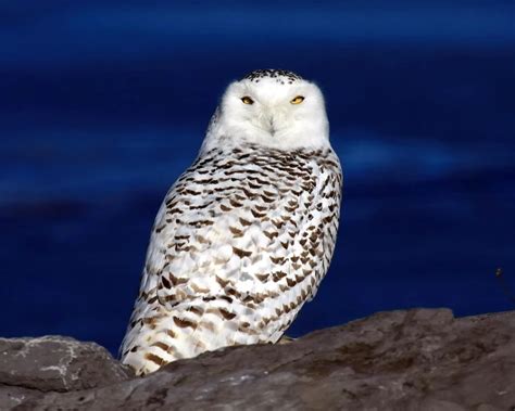 Snowy Owl - Facts, Diet, Habitat & Pictures on Animalia.bio