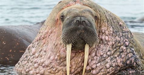 Huge walrus keeps a beady eye on its herd as they swim contentedly in the chilly Arctic - World ...