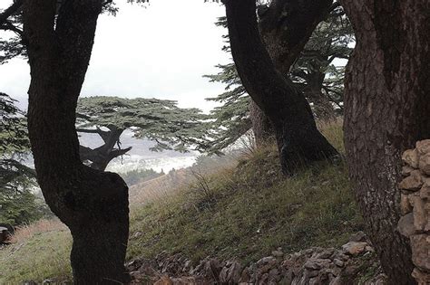 Making Magestic (and Biblical) Cedars of Lebanon Sustainable in Our Times | Green Prophet