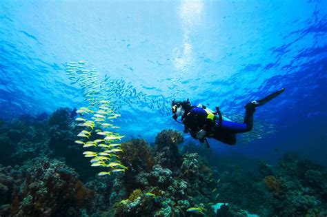 How to go Los Roques coral reef diving in Caracas