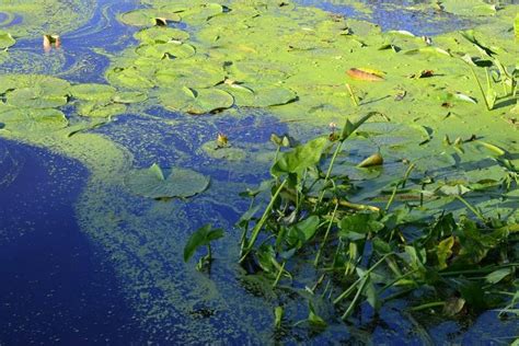 Blue-green algae blooms can release harmful toxins into the air - UPI.com