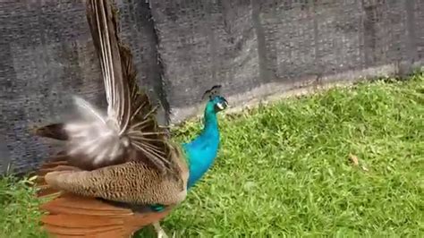 Peacock dance - YouTube