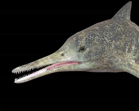 Ophthalmosaurus - 3D Model by 3dstudio