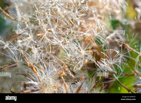 Closeup grass seed Stock Photo - Alamy