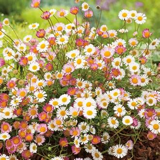 Erigeron Profusion flower seeds from Woolmans