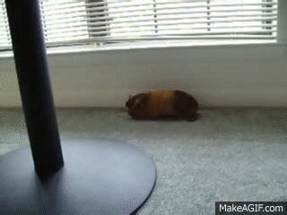 Guinea Pig Popcorning Gif - manga-0272eat