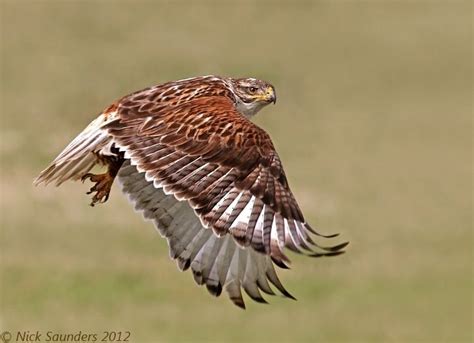 Ferruginous Hawk | Animals beautiful, Bird, Birds