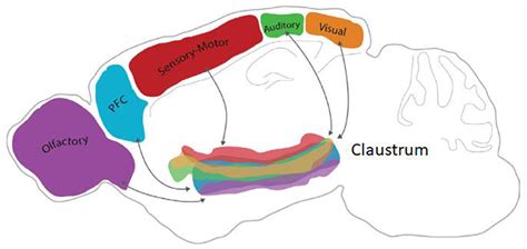 Distracted? Blame Your Claustrum! · Frontiers for Young Minds