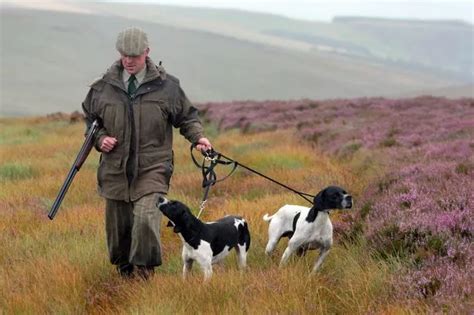 End the suffering and death on Scottish Moors - insider.co.uk - Business Insider