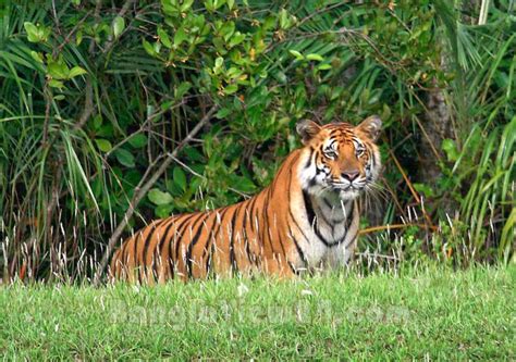 Natural Beauty of BANGLADESH (Sundarban) ~ Love Forever So Keep In Touch