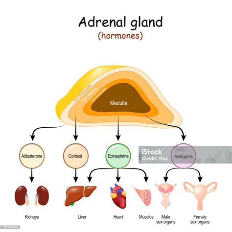 Hormones Of Adrenal Glands And Internal Organstargets For Androgens Epinephrine Cortisol And ...