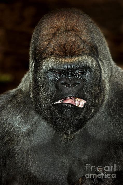 Eastern Lowland Gorilla Photograph by Gerard Lacz