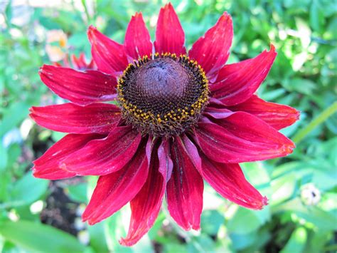 Flower Homes: Rudbeckia Flowers