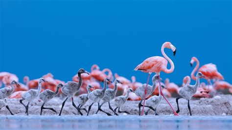Caribbean Flamingos 5k Wallpaper,HD Birds Wallpapers,4k Wallpapers,Images,Backgrounds,Photos and ...