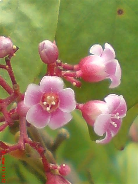 Foto Bunga Belimbing Manis (Averrhoa carambola L )